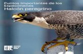 Puntos Importantes de los Especímenes Halcón peregrino...2020/05/06  · 3 • Los halcones peregrinos tienen una nidada de entre 3 y 4 huevos. • Los recién nacidos son casi ciegos.