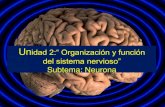 Unidad 2:“ Organización y función del sistema nervioso” · 2013. 7. 6. · • Células del sistema nervioso que desempeñan, de forma principal, la función de soporte de las