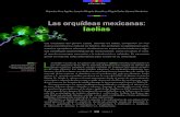n n nnn n n Las orquídeas mexicanas: laelias · 2021. 1. 18. · nas estrategias biotecnológicas de conservación, como el cultivo in vitro, el uso de micorrizas asociadas y la