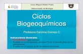 Liceo Miguel Rafael Prado Diferenciado de Biología Ciclos Biogeoquímicos · 2020. 5. 5. · Ciclos biogeoquímicos La materia transita de forma cíclica por los ecosistemas, y lo