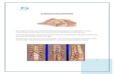 Masoterapia Chile · Web viewEn la columna vertebral las articulaciones desalineadas producen una disfunción mecánica, comprimiendo nervios adyacentes causando dolor incluso lejos