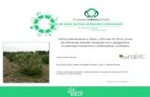 Presentación de PowerPoint7cfe.congresoforestal.es/sites/default/files/... · 2017. 7. 19. · Daños estacionales a piñas y piñones de Pinus pinea de diferentes edades causados