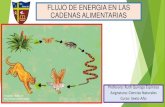 FLUJO DE ENERGIA EN LAS CADENAS ALIMENTARIAS · 2020. 12. 2. · energía en las cadenas alimentarias a partir de ejemplos. Flujo de Energía El sol es la principal fuente de energía