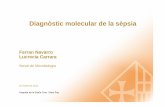 Ferran Navarro Lucrecia Carrara · 2012. 4. 21. · -Gram-positivos, mecA, vanA y vanB-Gram-negativos y hongos > Screening: se realizan tres amplificaciones por RT-PCR (SmartCycle;