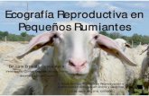 Ecografía Reproductiva en Pequeños Rumiantes · 2020. 7. 8. · Ecografía Reproductiva en Pequeños Rumiantes X Curso Teórico-Práctico de Reproducción e Inseminación Artificial