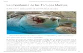 La importancia de las Tortugas Marinas - INICIO · 2019. 10. 2. · PACÍFICO MEXICANO, PUERTO VALLARTA, TORTUGA GOLFINA, TORTUGAS MARINAS, VALOR DE LAS TORTUGAS MARINAS Un pensamiento
