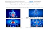 Tema 23. La función de nutricióncientificotecnologico.esy.es/images/PLESO/Tema23.pdf · 2019. 2. 8. · 1 PRUEBA DE ACCESO A CICLOS FORMATIVOS DE GRADO MEDIO PRUEBA LIBRE TÍTULO