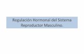 Regulación hormonal del sistema reproductor masculino. · 2020. 4. 9. · Cabeza: donde se encuentran el acrosoma ( lisosomas) y el núcleo. Cuello: donde se encuentran el centriolo