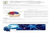 INSTITUCIÓN EDUCATIVA MARISCAL SUCRE MANIZALES · Web view2021/05/10  · Sistema nervioso de las aves Sistema nervioso en los mamíferos El sistema nervioso de los mamíferos cuenta