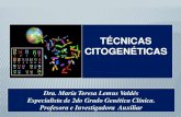 Presentación de PowerPoint - sld.cu · 2017. 2. 17. · debido a la tinción de la heterocromatina del cromosoma Y No. Cuerpos Y observados = No. cromosomas Y del individuo Estudio