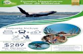 Ecuador Megadiverso Tour de Ballenas · 2020. 8. 19. · DIA 01: MANTA – PLAYA DE LOS FRAILES Arribo a Manta. Tomaremos la Ruta del Spondylus bordeando la costa del Paci- â .hasta