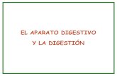 EL APARATO DIGESTIVO Y LA DIGESTIÓNremugants.cat/8/upload/el_aparato_digestivo.pdf · 2013. 4. 8. · Esófago Panza Duodeno Cuajar Libro Bonete ESTÓMAGO DE UN ANIMAL RUMIANTE BOCA