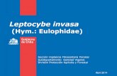 Leptocybe invasa · 2019. 5. 25. · Fuente: INFOR, 2013 • Plaga cuarentenaria ausente (Res. Nº 380 y sus modificaciones). • Se han realizado acciones de vigilancia específica