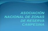 ASOCIACIÓN NACIONAL DE ZONAS DE RESERVA CAMPESINA · 2013. 11. 3. · criminalización de los líderes campesinos articulados a procesos organizativos o iniciativas de desarrollo