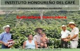 Instituto Hondureño del Café IHCAFE...•En Honduras el 95% de la caficultura se encuentra en manos de pequeños productores con menos de 3.5 ha ... conservación de suelos. •La