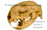 El esqueleto de los vertebrados. - Aragosaurusaragosaurus.com/secciones/docencia/tema/PAVYH 2015-16 02...La Histología estudia la estructura, formación y crecimiento de los tejidos