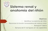 Anatomía del riñóncolegiopaz.cl/web/ACTIVIDADES/8/biologia/sistema renal.pdfSistema renal y anatomía del riñón Objetivos: • Identificar la anatomía del riñón. • Reconocer