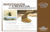 Litopenaeus - UAA · 2018. 10. 17. · Efectos de la inclusión dietaria de Yucca schidigera, en los parámetros de calidad del agua y producción del camarón blanco del Pacífico,