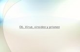 06. Virus, viroides y priones - UNAMdepa.fquim.unam.mx/microbio/1410MG-06/T-Presentaciones/... · 2014. 10. 22. · de priones que ataquen a ciertas especies, por ejemplo los priones
