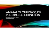 ANIMALES CHILENOS EN PELIGRO DE EXTINCIÓN. NATURALES/animales... · 2016. 11. 28. · ANIMALES CHILENOS EN PELIGRO DE EXTINCIÓN Ranita de Darwin (Rhinoderma Darwinii). De piel desnuda.