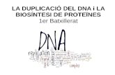 LA DUPLICACIÓ DEL DNA i LA BIOSÍNTESI DE PROTEÏNEScosmolinux.no-ip.org/recursos_aula/BIO1erBAT/Genetica... · 2019. 6. 4. · Flux de la informació genètica.Segons el dogma de