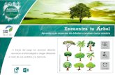 Encuentra tu rbol - Educación SEOeduca.seo.org/.../2015/02/Ficha_encuentra_tu_arbol.pdf · 2017. 12. 14. · Encuentra tu árbol Aprende que ... • Los árboles son u n elemento
