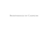Biodiversidad en Campeche · 2017. 8. 24. · 439 VI La Biodiversidad en Campeche. Estudio de Estado Griselda Escalona Segura Coordinadora Usos de la Biodiversidad E stá sección