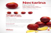 Nectarina · 2021. 1. 16. · Piel: fina, uniforme, roja y brillante Pulpa: carne amarilla Calibre: A-C Azúcar: 8-11º Brix Sabor: dulce y equilibrado Temporada: extratemprana Skin: