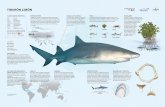 Home | Marviva · 2021. 1. 15. · Los tiburones limón se pueden encontrar en todo el Océano Atlántico. Sin embargo, hay solo dos sitios de buceo donde es muy probable observar