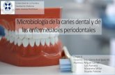 Presentación de PowerPoint...Microbiología de la caries dental y de las enfermedades periodontales Grupo 4 Docente: Dra. Gloria Rodríguez M. Alumnos: Miguel Correa Luis Fonseca