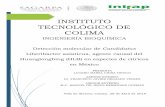 INSTITUTO TECNOLÓGICO DE COLIMA