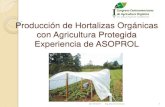Producción de Hortalizas Orgánicas con Agricultura Protegida