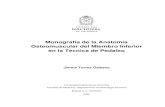 Monografía de la Anatomía Osteomuscular del Miembro ...