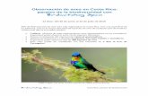 Observación de aves en Costa Rica: paraíso de la ...
