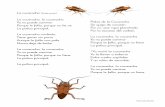 La cucaracha (Kinderversion) - Unterrichtsideen