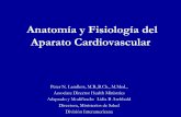Anatomía y Fisiología del Aparato Cardiovascular