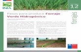 2016 Pasos para producir Verde Hidropónico Forraje forrajes