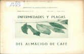 DEL ALMÁCIGO DE CAFÉ - Ministerio de Agricultura y ...