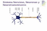 Sistema Nervioso, Neuronas y Neurotransmisores