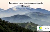Acciones para la conservación de Bosques