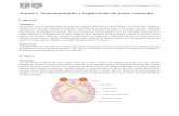 Anexo 1. Neuroanatomía y exploración de pares craneales