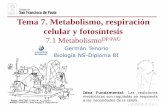 Tema 7. Metabolismo, respiración celular y fotosíntesis