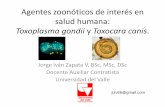 Agentes zoonóticos de interés en salud humana: Toxoplasma ...