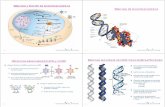 Estructura y Función de los ácidos nucleicos Estructura de ...