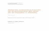 Relación estructura-función de la polimerasa del virus de ...