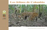 Los felinos de Colombia - Humboldt