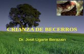 CRIANZA DE BECERROS -