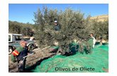 Olivos de Oliete - Premio Conama