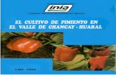 El cultivo de pimiento en el valle de Chancay - Huaral