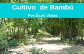 Cultivo de Bambú
